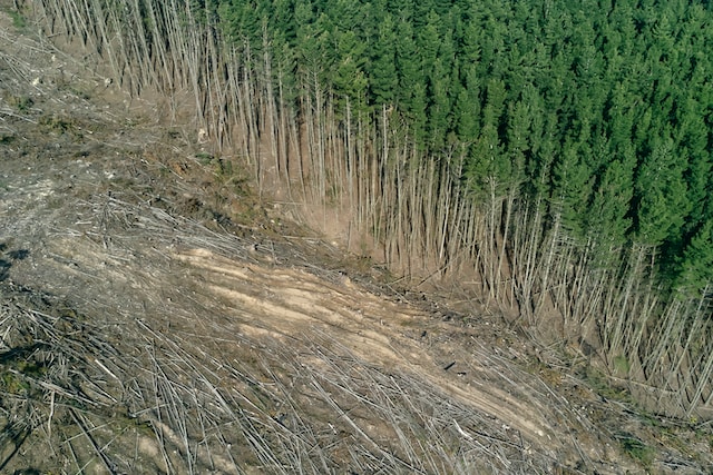 Solutions to deforestation